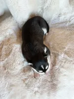 RUBY female #2, a female Siberian Husky for sale in Old Fort, NC – 3 of 10