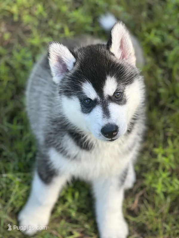 ANTLER CREEK SIBERIANS | male #2 – Siberian Husky puppy for sale in Old Fort, NC