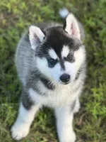 ANTLER CREEK SIBERIANS | male #2, a male Siberian Husky for sale in Old Fort, NC – 1 of 8
