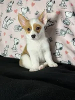 Dot , a female Pembroke Welsh Corgi for sale in Weatherford, TX – 5 of 10