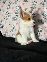 Dot , a female Pembroke Welsh Corgi for sale in Weatherford, TX – 3 of 10