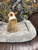 AKC BOY3, a male Pembroke Welsh Corgi for sale in Weatherford, TX – 2 of 2