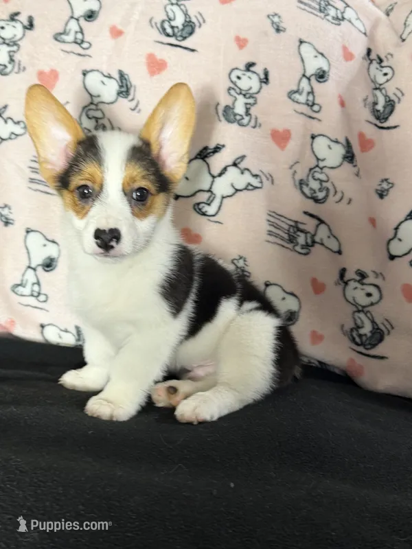 AKC BOY 2 – Pembroke Welsh Corgi puppy for sale in Weatherford, TX