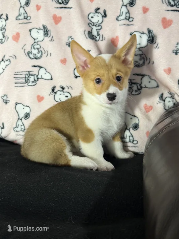 AKC BOY3 – Pembroke Welsh Corgi puppy for sale in Weatherford, TX