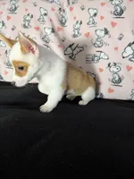 Dot , a female Pembroke Welsh Corgi for sale in Weatherford, TX – 10 of 10