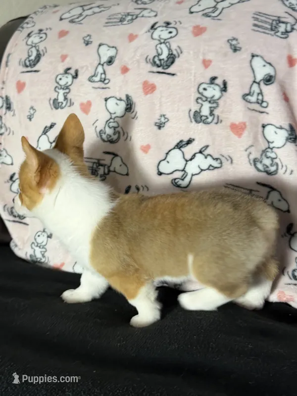 AKC BOY3 – Pembroke Welsh Corgi puppy for sale in Weatherford, TX