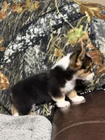AKC BOY 1, a male Pembroke Welsh Corgi for sale in Weatherford, TX – 2 of 2