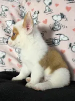 Dot , a female Pembroke Welsh Corgi for sale in Weatherford, TX – 4 of 10