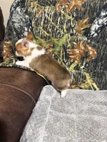 AKC GIRL 2, a female Pembroke Welsh Corgi for sale in Weatherford, TX – 2 of 2
