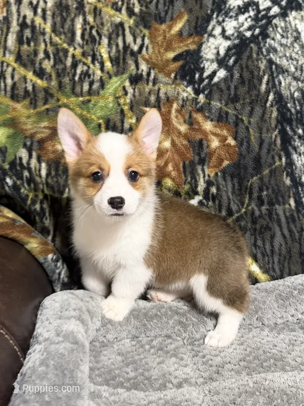 AKC GIRL 2 – Pembroke Welsh Corgi puppy for sale in Weatherford, TX