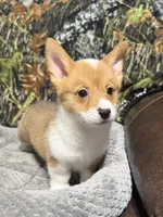 AKC BOY3, a male Pembroke Welsh Corgi for sale in Weatherford, TX – 1 of 2