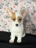 Dot , a female Pembroke Welsh Corgi for sale in Weatherford, TX – 1 of 10