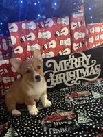 Red Girl AKC, a female Pembroke Welsh Corgi for sale in Weatherford, TX – Photo 1 of 10