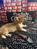 Red Girl AKC, a female Pembroke Welsh Corgi for sale in Weatherford, TX – Photo 6 of 10