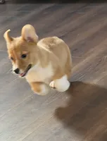 Red Girl AKC, a female Pembroke Welsh Corgi for sale in Weatherford, TX – Photo 9 of 10