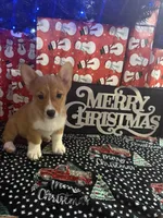 Red Girl AKC, a female Pembroke Welsh Corgi for sale in Weatherford, TX – Photo 8 of 10