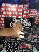 Red Girl AKC, a female Pembroke Welsh Corgi for sale in Weatherford, TX – Photo 4 of 10