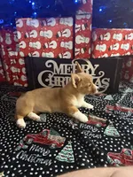 Red Girl AKC, a female Pembroke Welsh Corgi for sale in Weatherford, TX – Photo 2 of 10