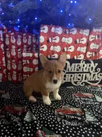 Red Girl AKC, a female Pembroke Welsh Corgi for sale in Weatherford, TX – Photo 3 of 10