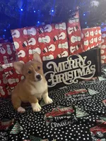 Red Girl AKC, a female Pembroke Welsh Corgi for sale in Weatherford, TX – Photo 7 of 10