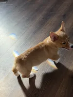 Red Girl AKC, a female Pembroke Welsh Corgi for sale in Weatherford, TX – Photo 10 of 10