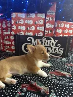 Red Girl AKC, a female Pembroke Welsh Corgi for sale in Weatherford, TX – Photo 5 of 10