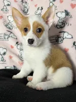 Dot , a female Pembroke Welsh Corgi for sale in Weatherford, TX – 6 of 10