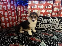 Yellow Girl AKC, a female Pembroke Welsh Corgi for sale in Weatherford, TX – Photo 4 of 10