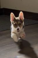 Yellow Girl AKC, a female Pembroke Welsh Corgi for sale in Weatherford, TX – Photo 10 of 10