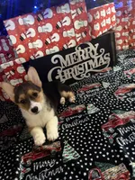 Yellow Girl AKC, a female Pembroke Welsh Corgi for sale in Weatherford, TX – Photo 2 of 10