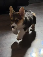 Yellow Girl AKC, a female Pembroke Welsh Corgi for sale in Weatherford, TX – Photo 8 of 10