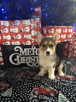 Yellow Girl AKC, a female Pembroke Welsh Corgi for sale in Weatherford, TX – Photo 3 of 10