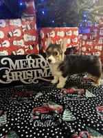 Yellow Girl AKC, a female Pembroke Welsh Corgi for sale in Weatherford, TX – Photo 1 of 10