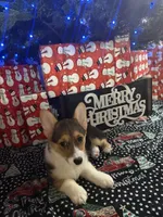 Yellow Girl AKC, a female Pembroke Welsh Corgi for sale in Weatherford, TX – Photo 6 of 10