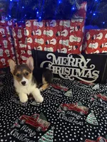 Yellow Girl AKC, a female Pembroke Welsh Corgi for sale in Weatherford, TX – Photo 7 of 10