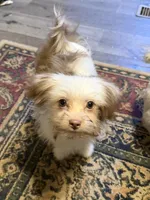 Little Red, a male Shih Tzu and Shiranian for sale in Weatherford, TX – 2 of 10