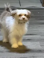 Little Red, a male Shih Tzu and Shiranian for sale in Weatherford, TX – 10 of 10