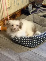 Little Red, a male Shih Tzu and Shiranian for sale in Weatherford, TX – 9 of 10