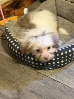 Little Red, a male Shih Tzu and Shiranian for sale in Weatherford, TX – 4 of 10
