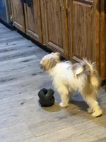 Little Red, a male Shih Tzu and Shiranian for sale in Weatherford, TX – 3 of 10