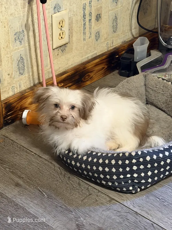 Little Red – Shih Tzu, Shiranian puppy for sale in Weatherford, TX
