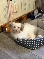 Little Red, a male Shih Tzu and Shiranian for sale in Weatherford, TX – 1 of 10