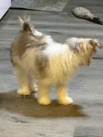 Little Red, a male Shih Tzu and Shiranian for sale in Weatherford, TX – 5 of 10