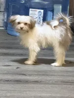 Little Red, a male Shih Tzu and Shiranian for sale in Weatherford, TX – 8 of 10