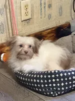 Little Red, a male Shih Tzu and Shiranian for sale in Weatherford, TX – 6 of 10