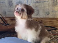 Boy #2, a male Shih Tzu and Shiranian for sale in Weatherford, TX – Photo 5 of 10