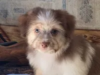 Boy #2, a male Shih Tzu and Shiranian for sale in Weatherford, TX – Photo 6 of 10