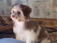 Boy #2, a male Shih Tzu and Shiranian for sale in Weatherford, TX – Photo 10 of 10