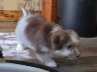 Boy #2, a male Shih Tzu and Shiranian for sale in Weatherford, TX – Photo 4 of 10