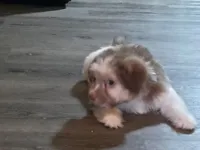 Boy #2, a male Shih Tzu and Shiranian for sale in Weatherford, TX – Photo 3 of 10